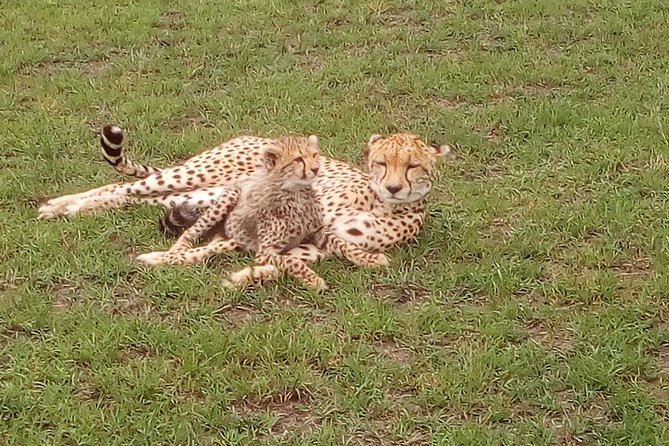Tsavo East & west, Amboseli 5days from Mombasa - Tsavo East, Tsavo West, and Amboseli: the 5-day idea in plain terms