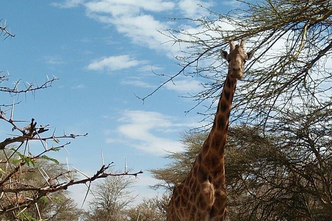 Tsavo East & west, Amboseli 5days from Mombasa - Day 1: Tsavo East and Voi Safari Lodge, where the trip starts early