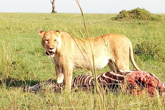 Tsavo East & west, Amboseli 5days from Mombasa - Day 2: Mzima Springs transfer through Tsavo West and Ngulia Safari Lodge