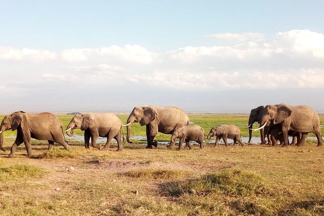 Tsavo East & west, Amboseli 5days from Mombasa - Day 3: Amboseli arrives with a security convoy and AA Lodge lunch