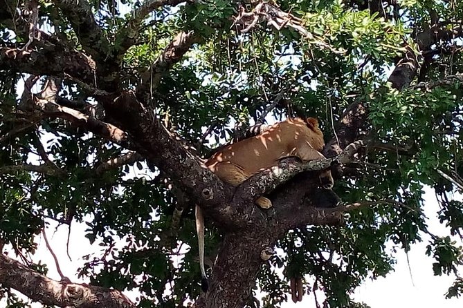 Tsavo East & west, Amboseli 5days from Mombasa - Day 5: Nairobi Arboretum and the Emali first-class train option