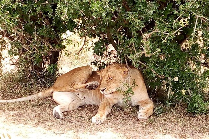 Tsavo National Park Small group Day trip - Who should book this Tsavo day trip?