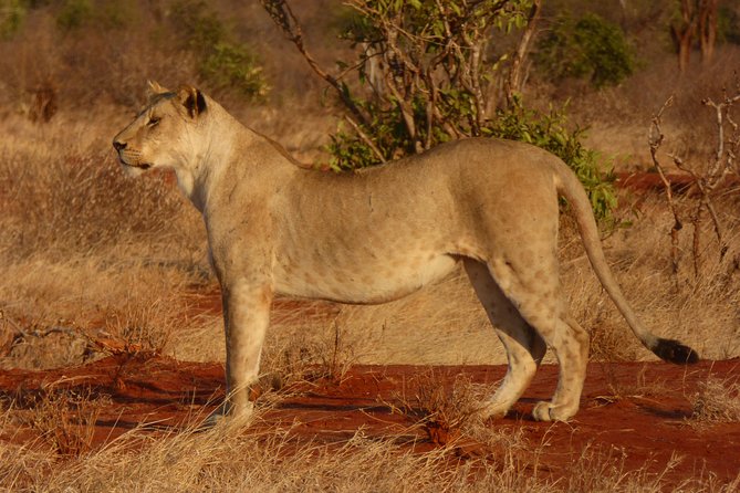 Tsavo National Park Small group Day trip - My practical verdict: should you book?