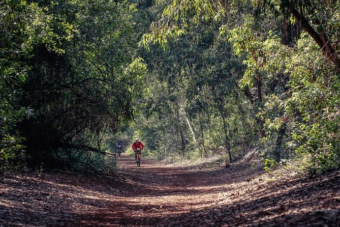 Urban Forest Tour in Nairobi - Birding Focus: How You Spot 200+ Species in Real Life