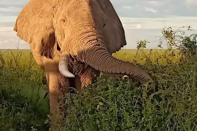 Vegans special safari - Maasai Mara game drives and the Mara River story