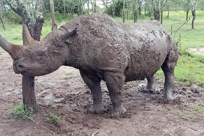 Vegans special safari - Lake Nakuru: rhinos, flamingos, and Masika waterfall