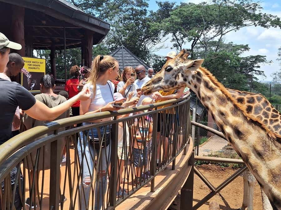 Visit to the Giraffe Centre - Key highlights you should know before you go