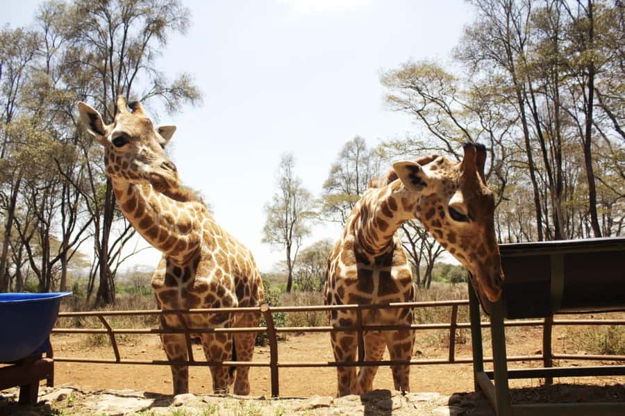 Visit to the Giraffe Centre - The Giraffe Centre, Nairobi: what makes it genuinely special