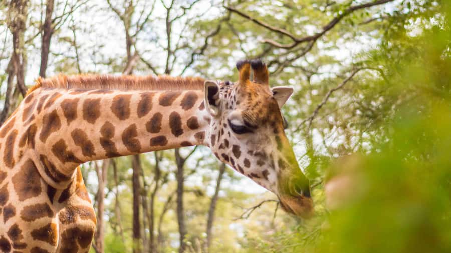 Visit to the Giraffe Centre - On arrival at Langata: what the raised platform feeding is like