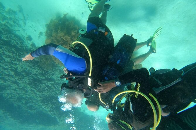 Wasini Day Tour - Dolphin spotting and sea life: how to maximize your odds