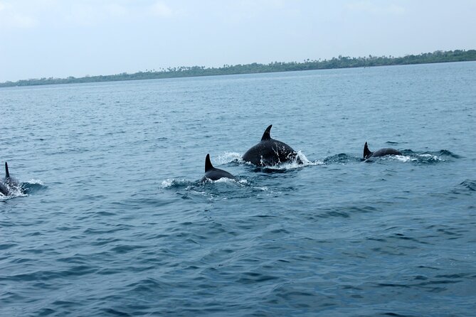 Wasini Day Tour - Shimoni Slave Caves: short visit, heavy subject