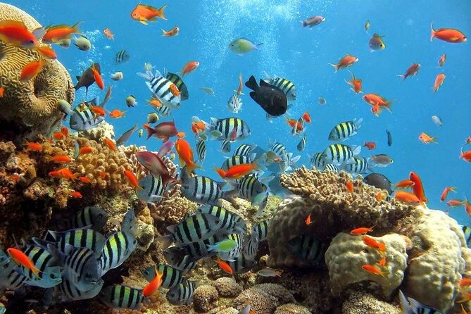 Wasini Dolphin Snorkeling - Wasini Island lunch and village tour: a good balance to the water time
