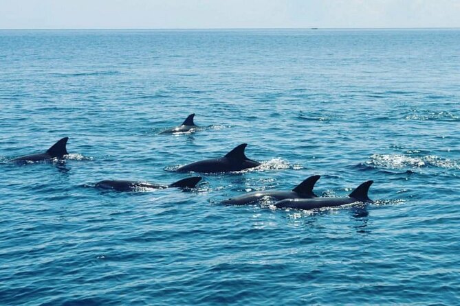 Wasini Dolphin Snorkeling - Price and value: what $130 buys you in real terms