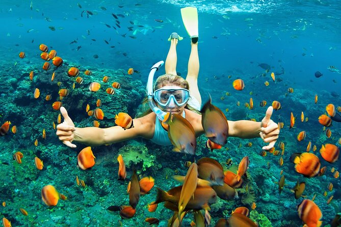 Wasini Dolphin Snorkeling - Kisite Mpunguti Marine Park snorkeling: where the day earns its keep