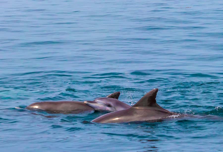 Wasini Island: Dolphin Spotting & Snorkel at Kisite Mpunguti - Kisite Mpunguti and Wasini Island: The Smart Way to Spend One Day