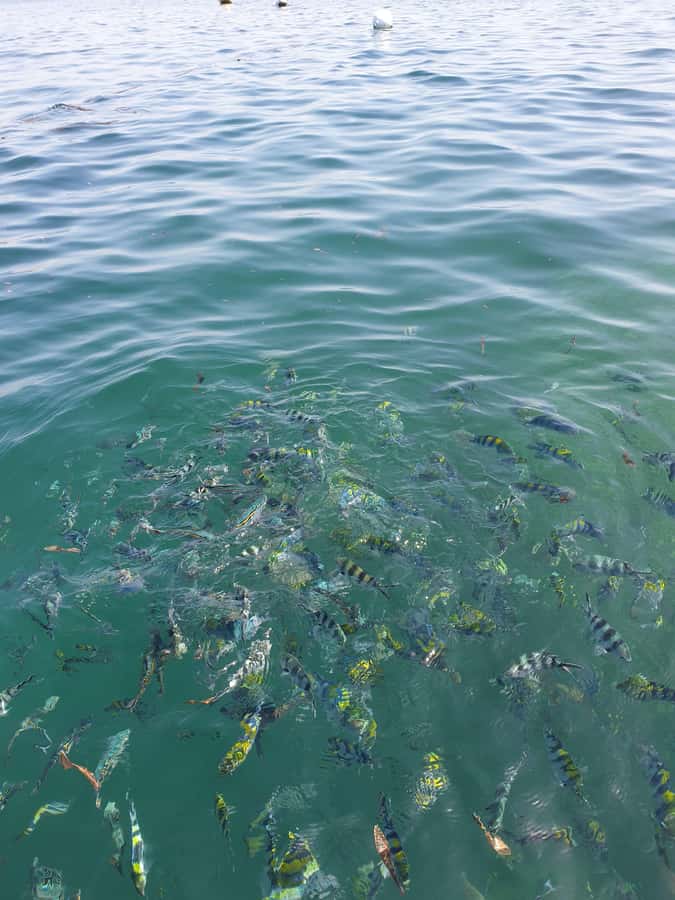 WATAMU: MALINDI: SARDEGNA ISLAND & MALINDI MARINE PARK - Sardegna 2 Island Time: Swimming Plus a Seafood BBQ on the Water