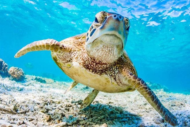 Watamu Marine Park & Sudi Island Mangrove Forest Canoe Ride.With sea food lunch - Small Group Size and Guide Support That Keeps Things Comfortable