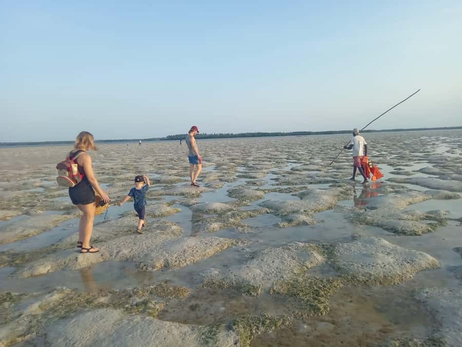 Watamu: Sunset Mangrove Canoe Tour with Coconut Drink - Low tide vs high tide: your walk, your mud, your timing