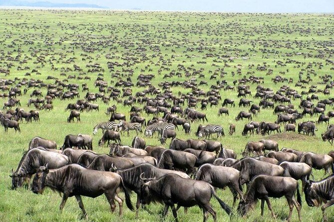 Wildebeest Migration in Masai Mara and Sightseeing 4 Days Tour - Day 1 Afternoon: Maasai Village Visit, Culture With Context